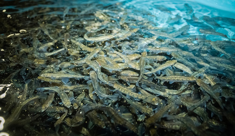 От икринки  до товарной рыбки