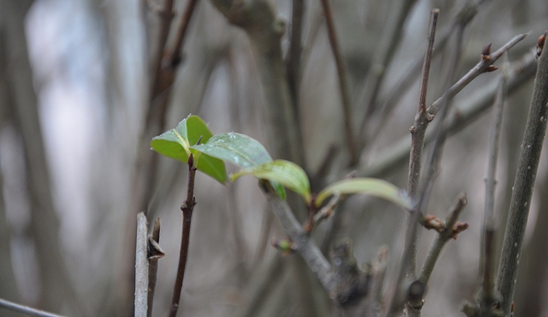 В Юхнове посреди зимы распустились кусты