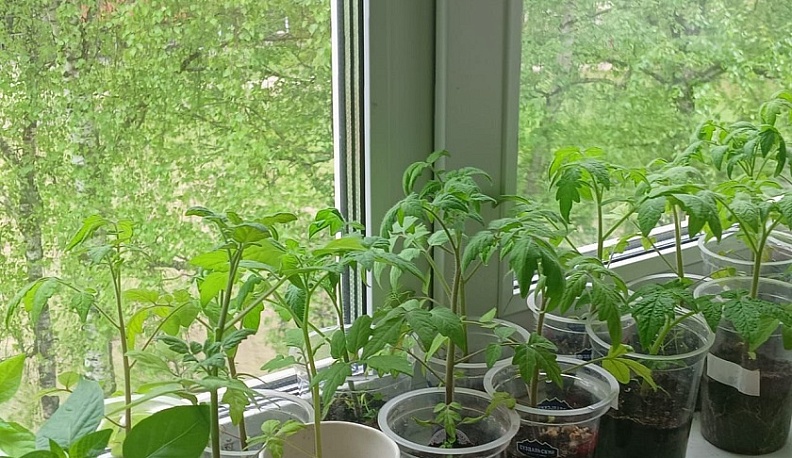 Больше миллиона штук рассады и саженцев проконтролировали в Калужской области