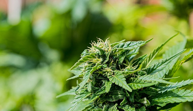 В Калуге задержали двух наркоторговцев