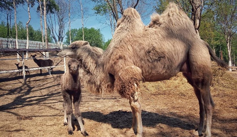 В зоопарке на Правобережье родился верблюжонок