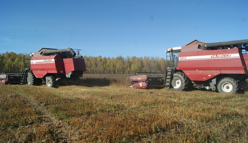 СПК «Жерелёво» из Куйбышевского района убрал в этом году почти в два раза больше гречихи, чем в прошлом 
