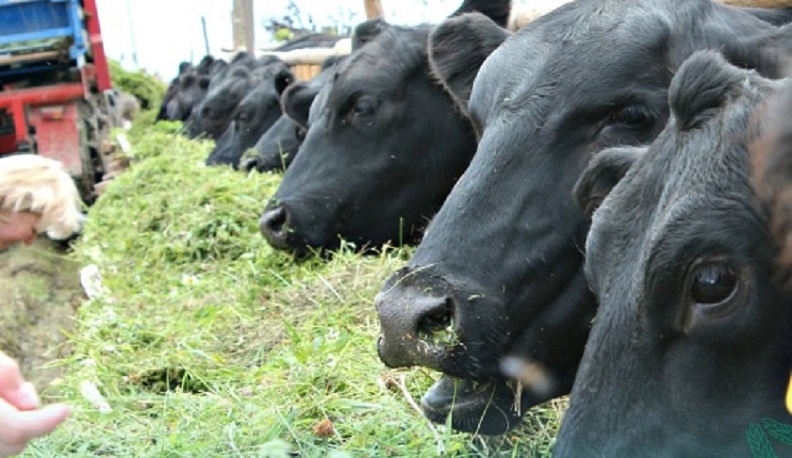 Фермеры из Перемышльского округа развивают мясное скотоводство и открывают агротуризм