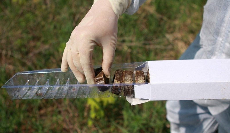 В регионе  началась вакцинация диких животных 