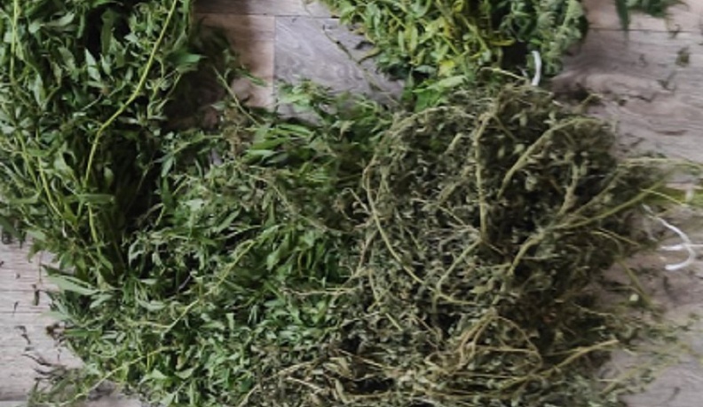 В Калужской области у наркомана изъяли почти килограмм конопли