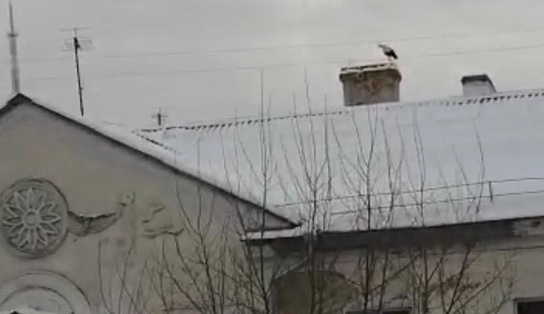 В Калуге центр "Феникс" просит помочь вернуть аиста