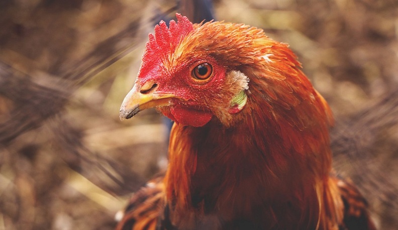 В Калужской области уничтожили почти 21 тысячу птиц из-за гриппа