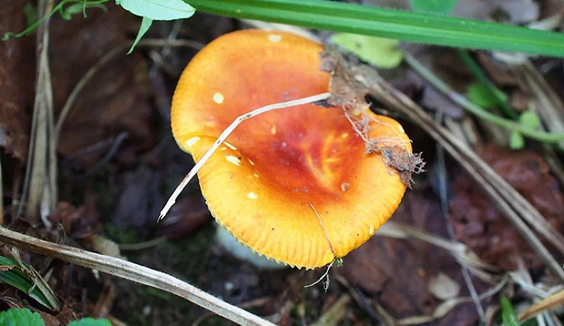 Золотистая сыроежка