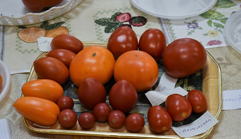 Кировские дачницы презентовали лучшие сорта томатов