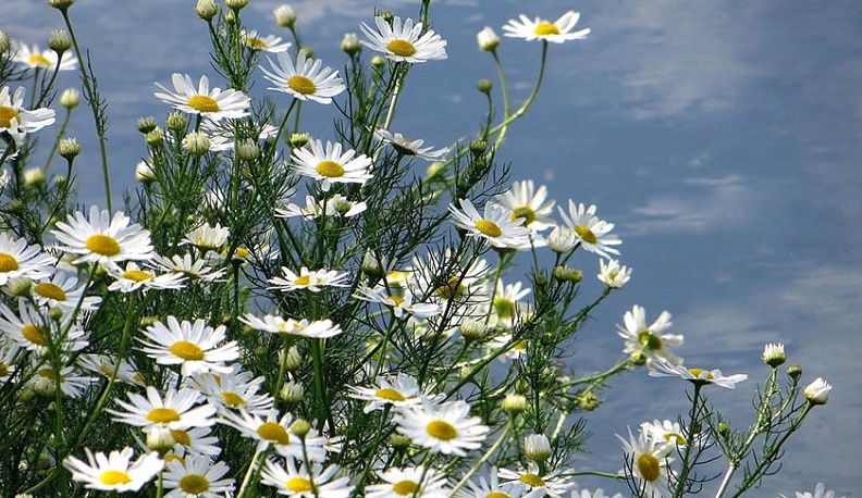 Галина Донченкова поздравила калужские семьи с праздником