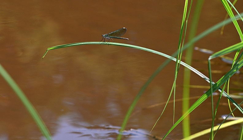 Белые пески Рессеты