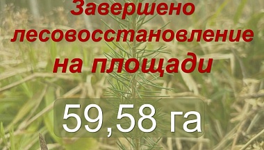 В Калужской области высадили около 60 гектаров новых лесных культур