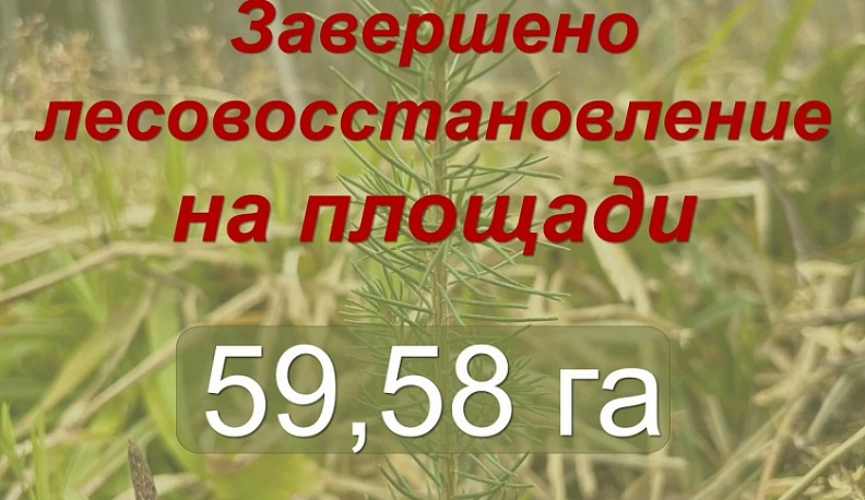 В Калужской области высадили около 60 гектаров новых лесных культур