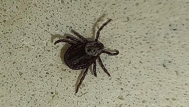 В Калужской области зарегистрировано четыре случая заражения болезнью Лайма из-за укусов клещей 