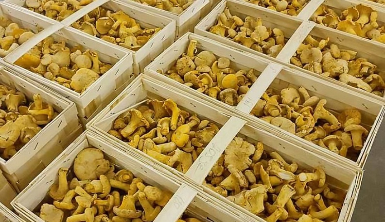 Более 468 тонн калужских лисичек отправили на экспорт в 2025 году