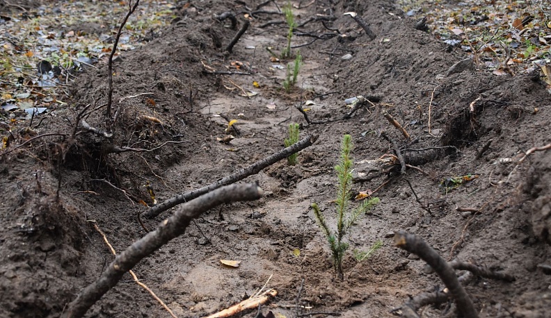 14 тысяч молодых елей посадили на территории Людиновского лесничества