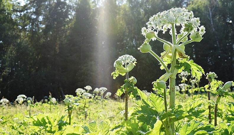 Калужан будут штрафовать за несрубленный борщевик