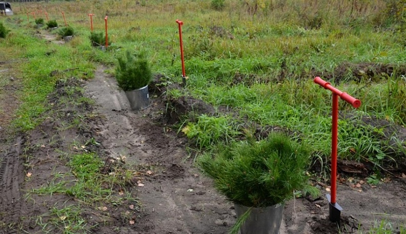 Калужские леса пополнились молодыми деревьями