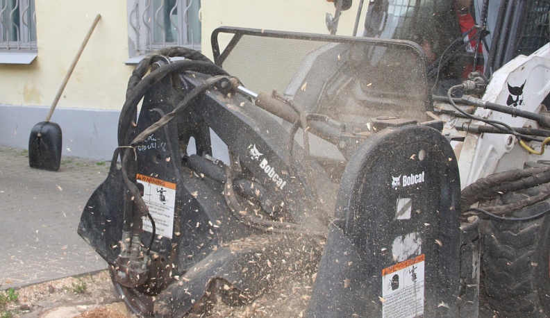 В Калуге вместо зараженных златкой ясеней посадят липы и клены