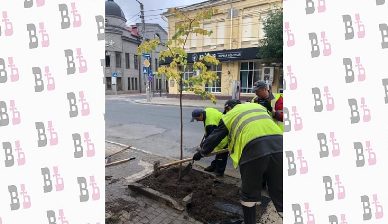 На одной из центральных улиц Калуги высадят липы