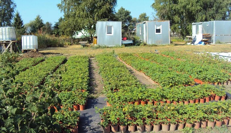 Не жизнь, а малина