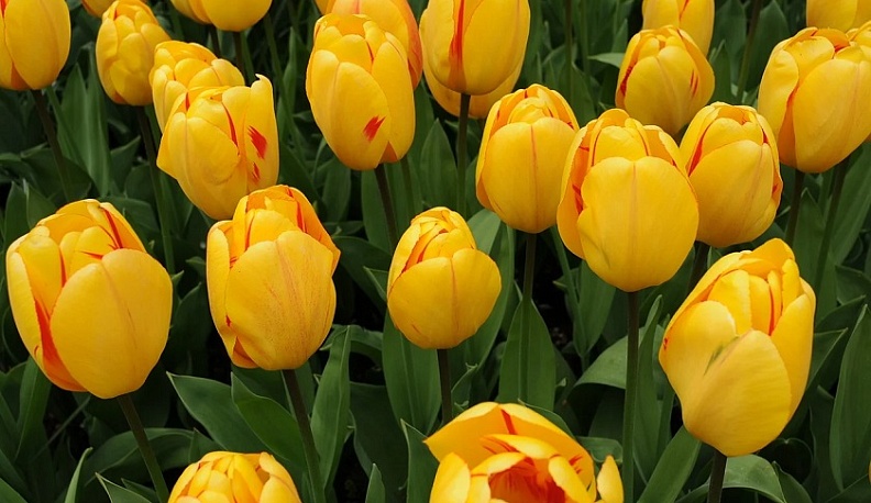 Калужский парламентарий поздравил женщин с 8 марта 