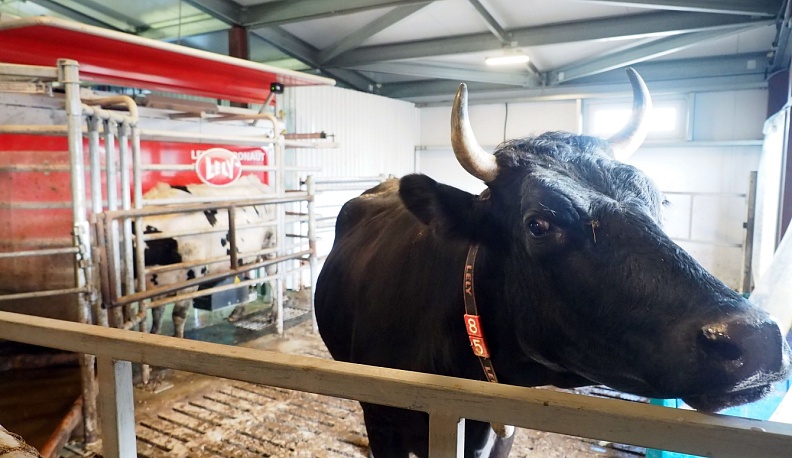 В Калужской области выросло производство молока