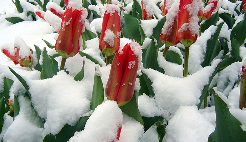 К 8 марта калужан ждет усиление морозов