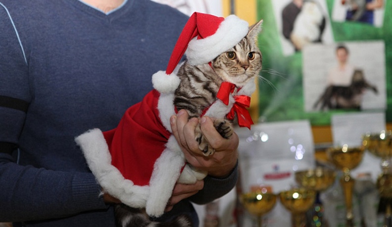 На новогодних каникулах калужан ждут на международной выставке кошек