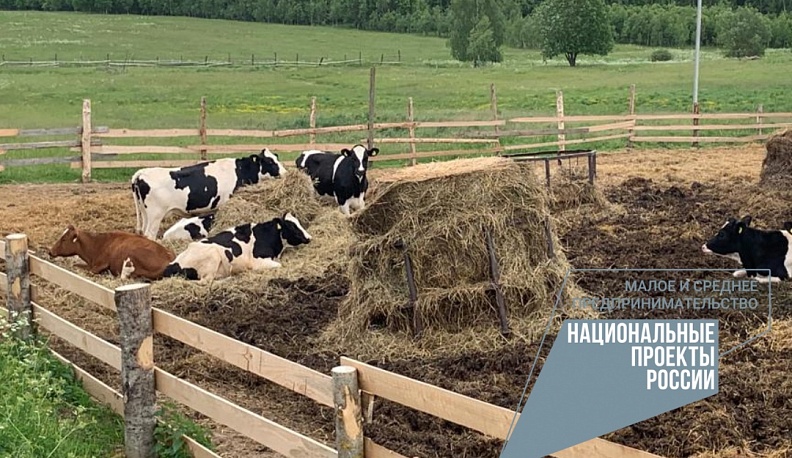 На ферму в Калужской области прибыла партия нетелей из Голландии