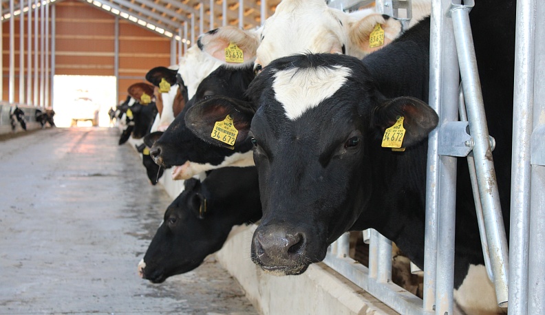 Пятнистая улица