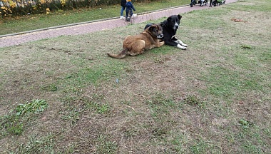 В Дзержинском округе из-за агрессивной собаки возбудили уголовное дело 