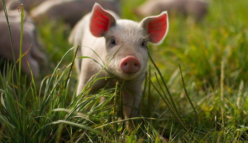 В Калужской области в 8 районах борются с африканской чумой свиней