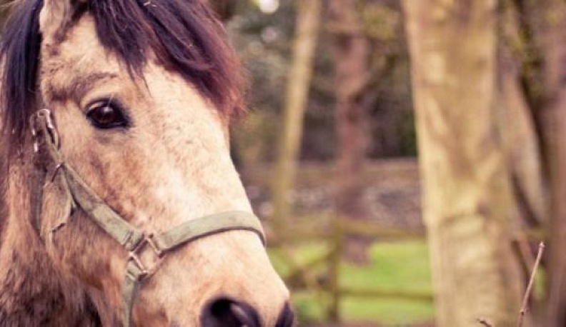 В одном из микрорайонов Калуги нашли труп лошади