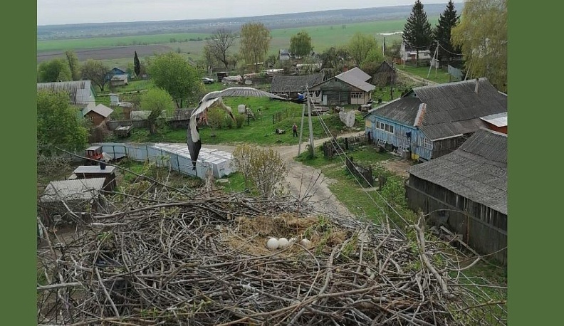 В Калужской области специалисты водоканала спасли дом аистов