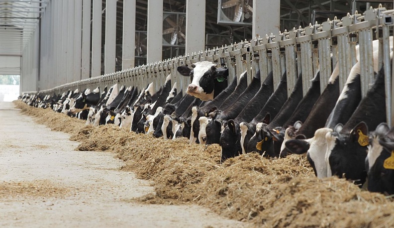 Доильный зал на комплексе «Ти-Эйч Калужский» начал работу в штатном режиме