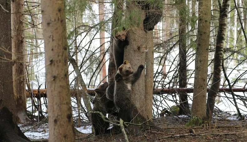 Медвежий…   узел