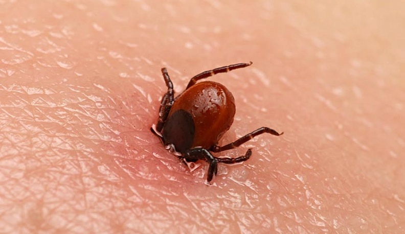 За неделю в Калужской области клещи покусали 94 человек