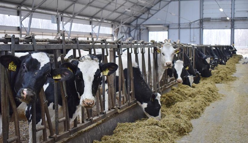 На роботизированной ферме в Тарусском районе подходит к концу строительство нового корпуса на 130 голов