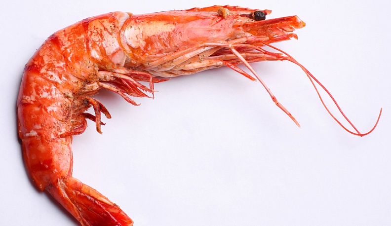 Калуга удивляет мир табаком и креветками