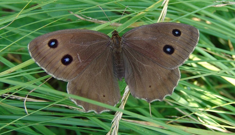 Красную книгу Калужской области дополнили 20 видов живой природы