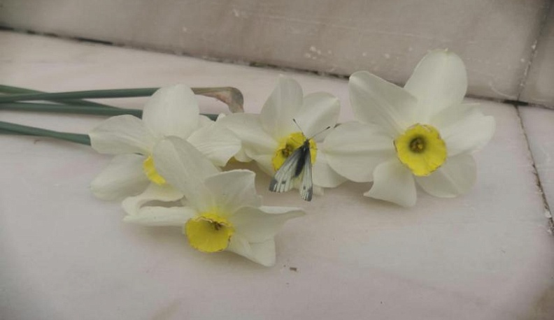 В Малоярославце на старом городском кладбище отдали почести погибшим в войну