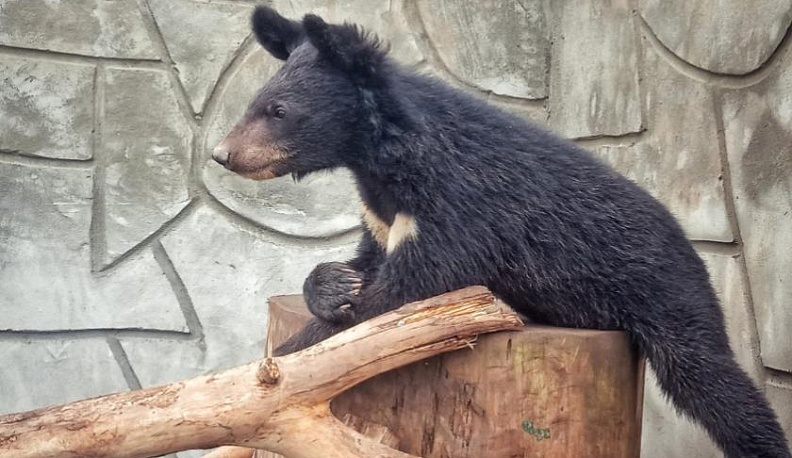 В калужском зоопарке"Биосфера" появилась гималайская медведица