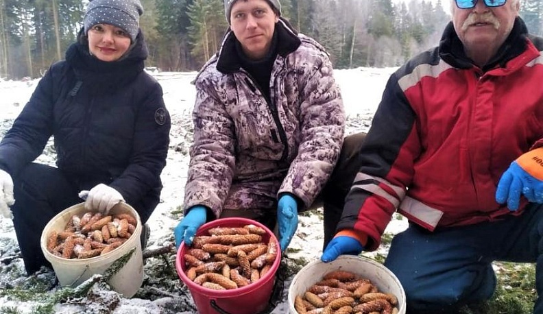 В лесничествах Калужской области приступили к сбору шишек