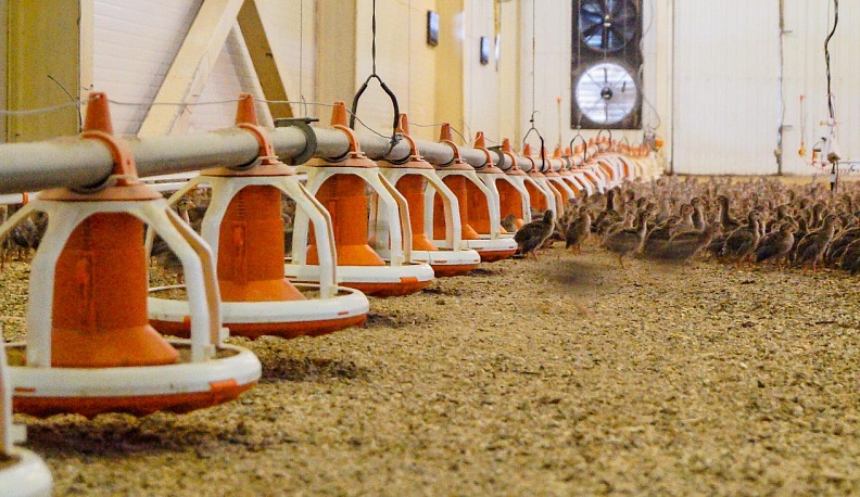 Царская птица