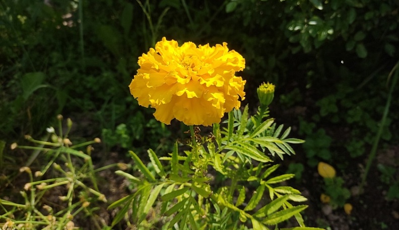 В Калуге четверг станет самым жарким днем за последнее время