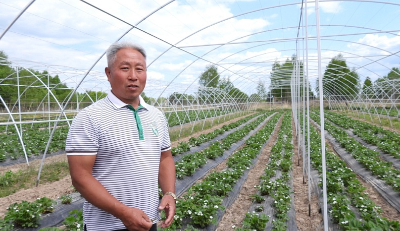 Соцконтракт помог семье из Износковского района в своём деле по выращиванию клубники