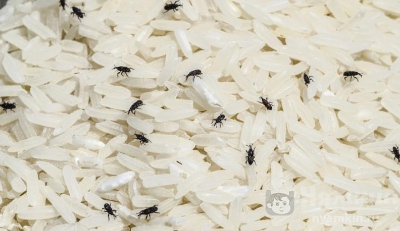 Лайфхак от КГВ: Как защитить запасы крупы от насекомых-вредителей