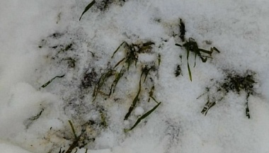 Калужские аграрии проверили состояние озимой пшеницы после морозов