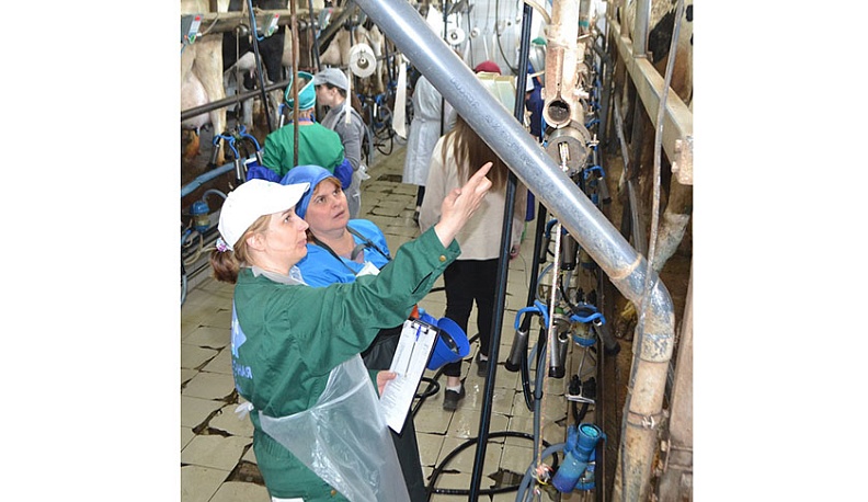 На этапе доения коров.